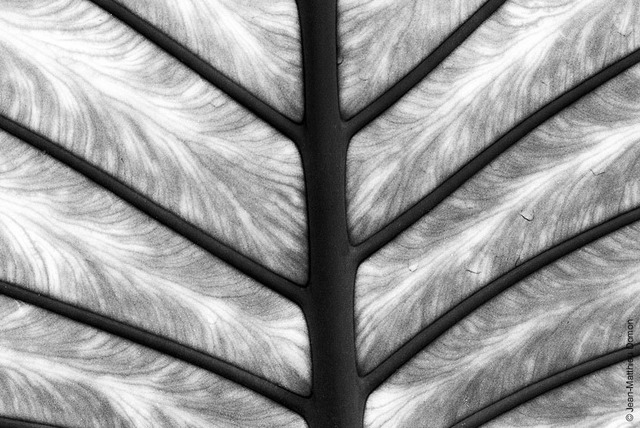 - Jardin botanique de Genève I - de Jean-Matthieu Domon